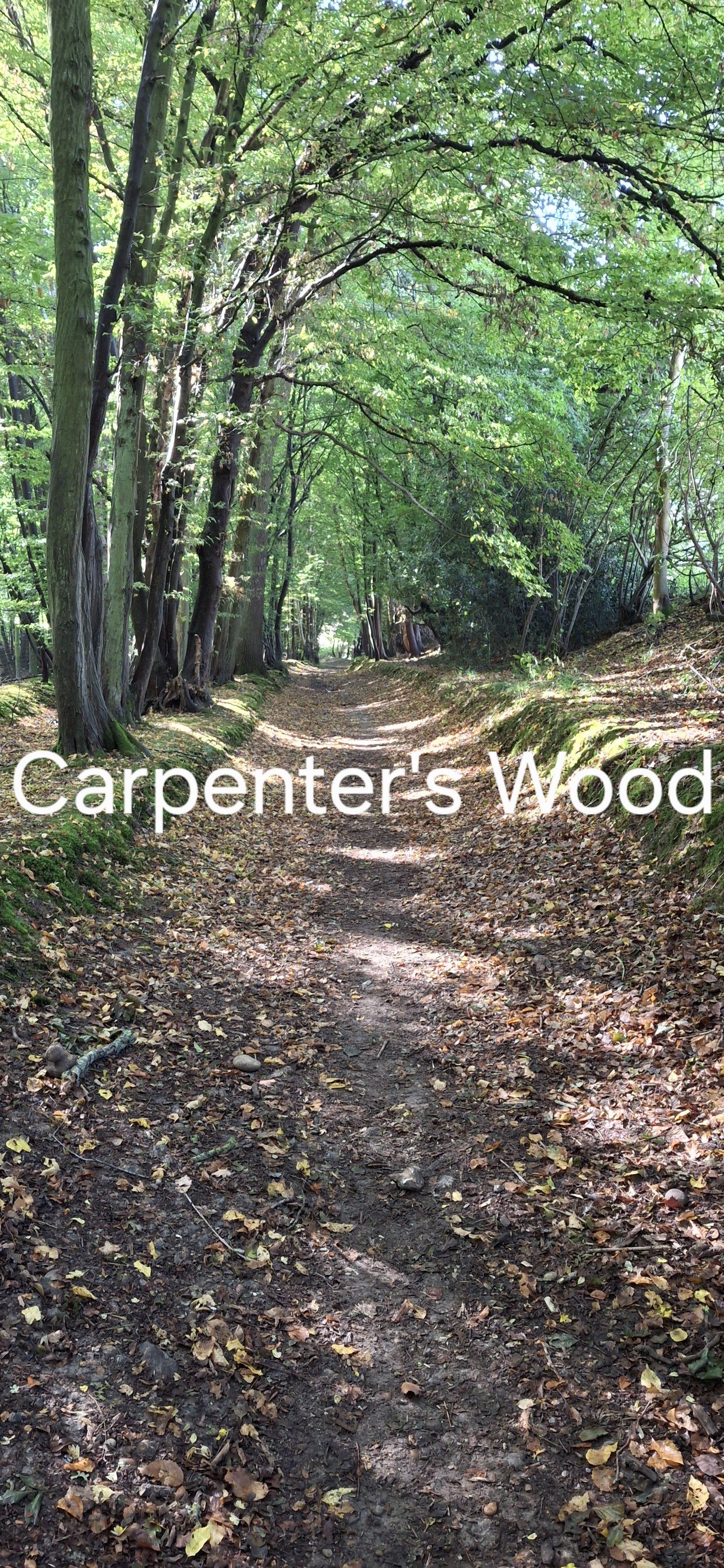 Carpenters Wood